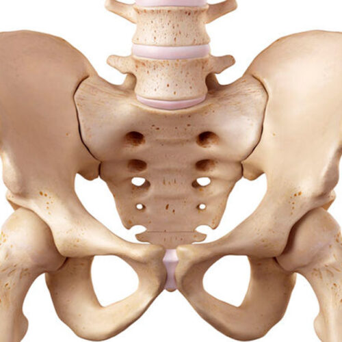 Bækken_og_Haleben Bækken_og_Haleben